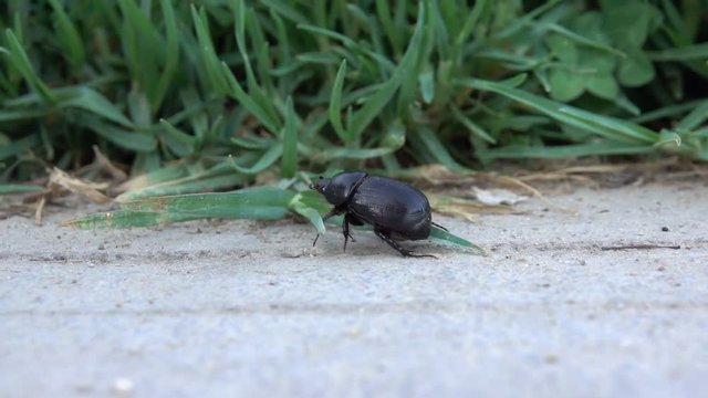 Phanaeus splendidulus Beetle Scarabaeus sacer, species of dung beetle belonging to the family Scarabaeidae detail macro moving