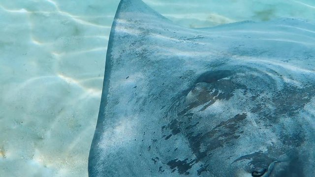 raies grises qui nage dans un lagon, tahiti polyn&eacute;sie