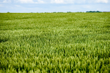 Fototapeta premium green wheat field close up macro photograph