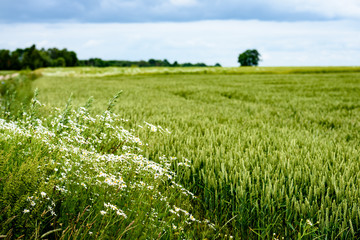 green wheat field close up macro photograph