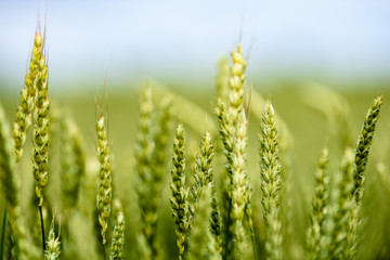 Yellow wheat field close up macro photograph