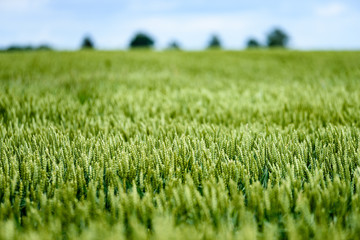 green wheat field close up macro photograph