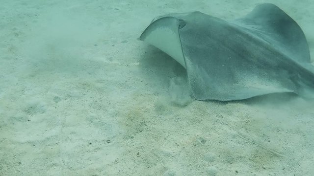 raies grises qui nage dans un lagon, tahiti polyn&eacute;sie