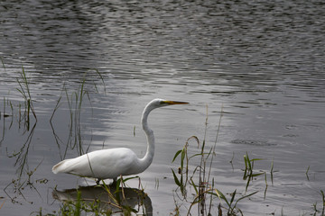 Great White Egret