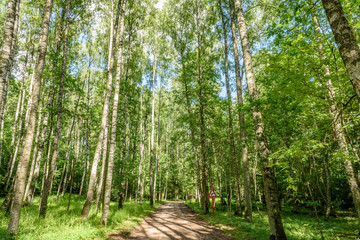 Obraz premium gravel road in birch tree forest