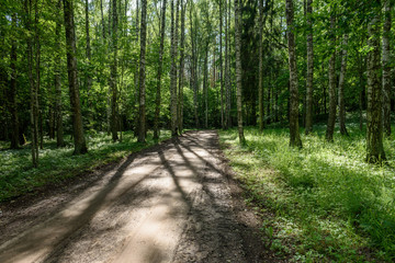 gravel road in birch tree forest