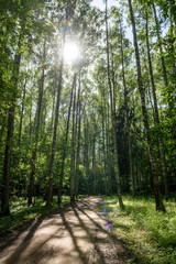gravel road in birch tree forest