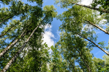 Horizontal image of lush early spring foliage - vibrant green spring fresh leaves of birch tree in spring