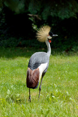 Szary koronowany żuraw © aaabbb