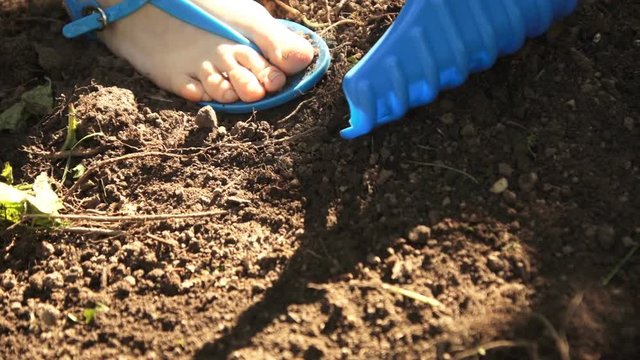 A woman in sandals loosens the ground using a blue rake in the garden on a summer sunny day close-up shooting.