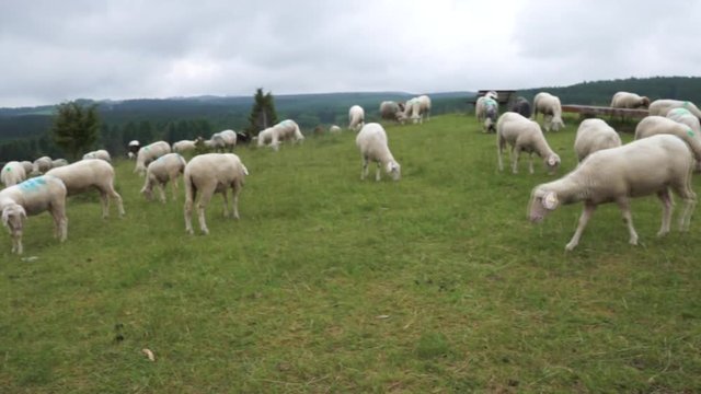 Schafe auf einer Wiese bei B&ouml;ttingen nahe Spaichingen im Landkreis Tuttlingen in Deutschland 