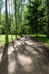 gravel road in birch tree forest