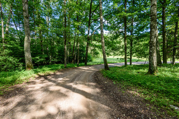 Fototapeta premium gravel road in birch tree forest