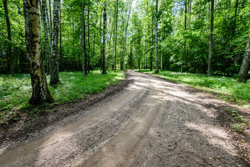 Fototapeta na wymiar gravel road in birch tree forest