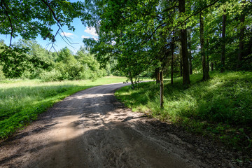gravel road in birch tree forest
