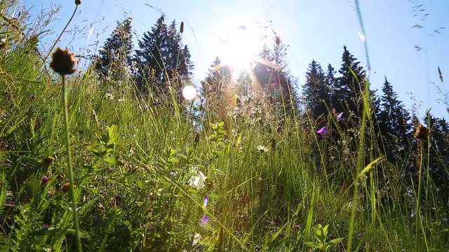 Green bright natural background with blurry silhouettes of coniferous old forest growing on hill of mountain. Closeup view of beautiful fresh wild grass with seeds moving in wind in morning sunshine.