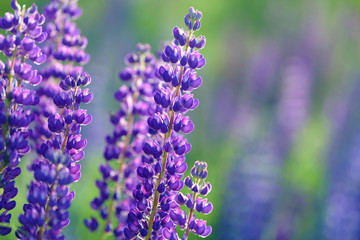 Lupinus, lupin, lupine field with pink purple and blue flowers. Bunch of lupines summer flower background