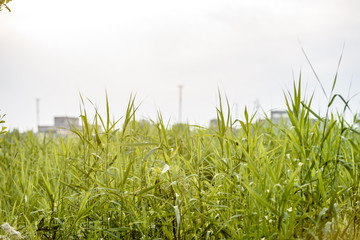 field with summer flowers blooming