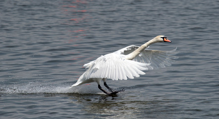 Mute swan (Cygnus olor) landing on the Danube river in Zemun, Belgrade, Serbia.