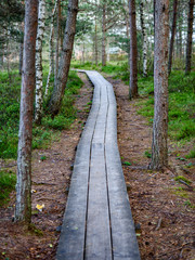wooden footpath in the bog