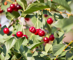 Red ripe cherry on a tree in the nature
