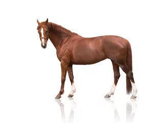 Fototapeten Äußeres rotes Pferd im Zaumzeug mit drei weißen Beinen und weißer Gesichtslinie isoliert auf weißem Hintergrund © ashva