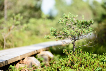 wooden footpath in the bog