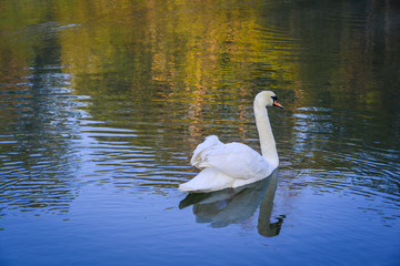 Swan swimming on the lake at sunrise