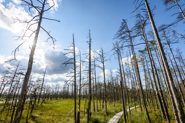 wooden footpath in the bog