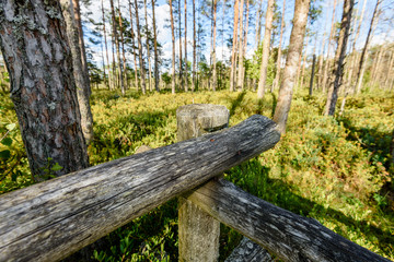 Fototapeta premium wooden footpath in the bog