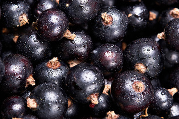Black currant with water drops.top view.Fresh berries.Harvest of berries.Texture.Closeup