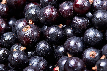 Black currant with water drops.top view.Fresh berries.Harvest of berries.Texture.Closeup