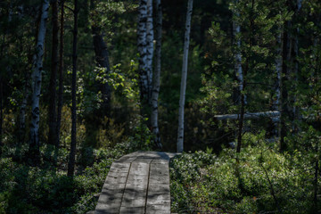 wooden footpath in the bog