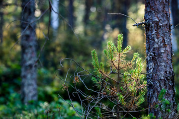 lush early spring foliage - vibrant green spring fresh leaves of pine tree
