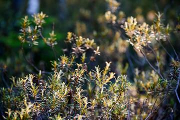lush early spring foliage - vibrant green spring fresh leaves of pine tree