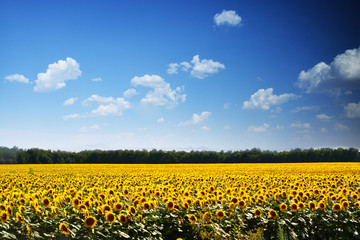 Blooming sunflower field with clear blue sky, summer season agriculture landscape