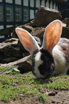 Osterhase,ostern,ostereier,deutscher riese, deko,zuchthase,easter,korb,eier,freund,ohren,dicker hase,osterhase,Wiese,heu,heile welt, bauernhof,allergie,moss,Kaninchen