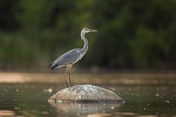 grey heron, ardea cinerea, Czech republic