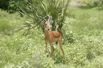Wild Antelope mammal in African Botswana savannah