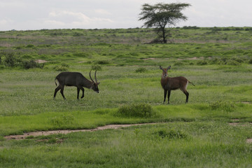 Wild Antelope mammal in African Botswana savannah