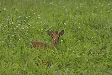 Fototapeta premium Wild Antelope mammal in African Botswana savannah