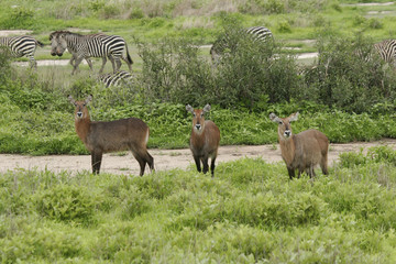 Wild Antelope mammal in African Botswana savannah