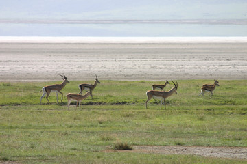 Wild Antelope mammal in African Botswana savannah