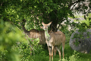 Wild Antelope mammal in African Botswana savannah