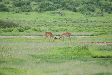 Obraz na płótnie Canvas Wild Antelope mammal in African Botswana savannah