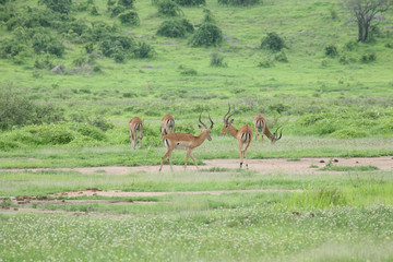 Wild Antelope mammal in African Botswana savannah