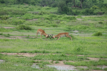 Naklejka na ściany i meble Wild Antelope mammal in African Botswana savannah