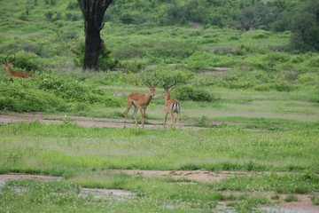 Wild Antelope mammal in African Botswana savannah