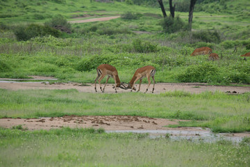 Wild Antelope mammal in African Botswana savannah