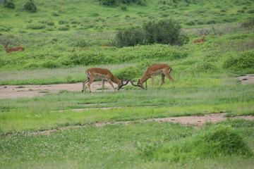 Obraz premium Wild Antelope mammal in African Botswana savannah